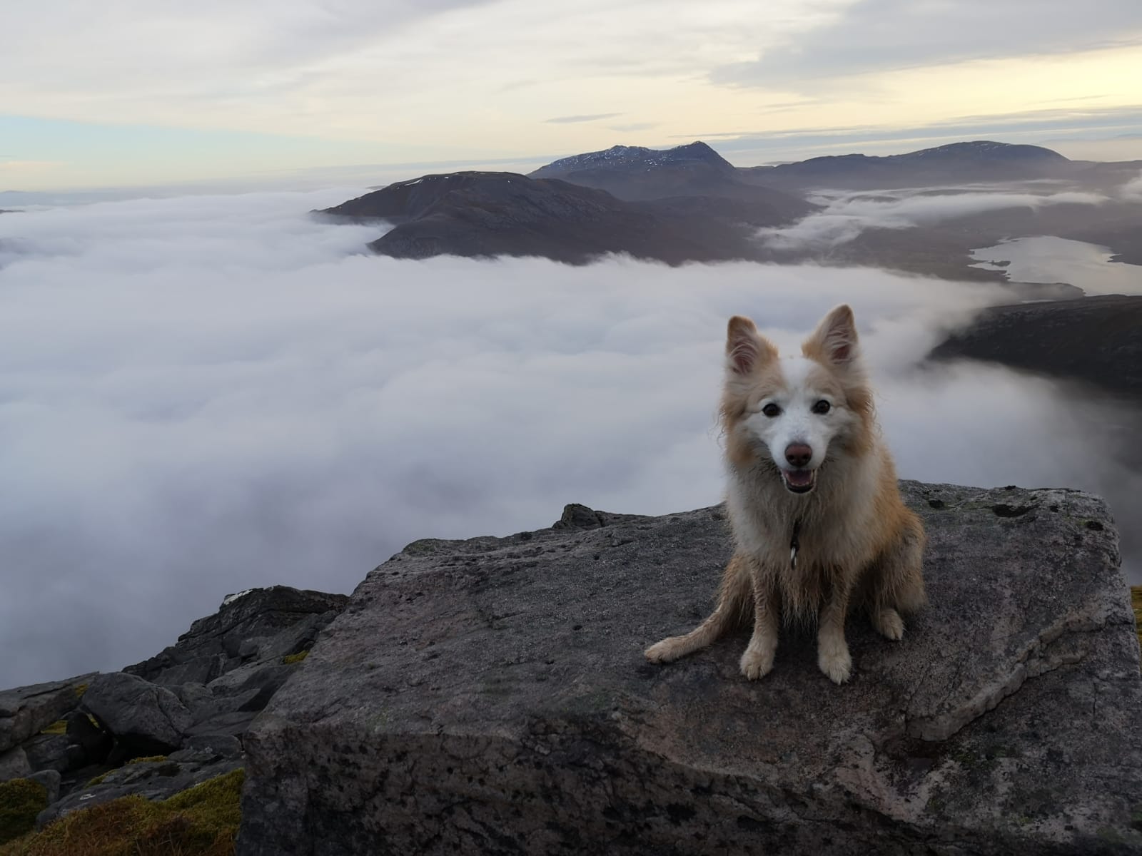 Border Collie Dog on mountain