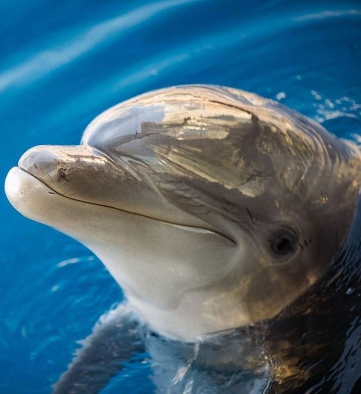 Dolphin Smiling