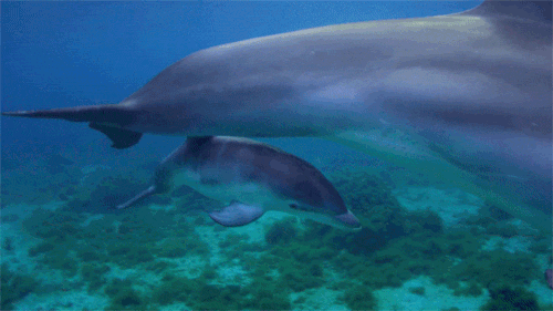 Baby Dolphin Swimming