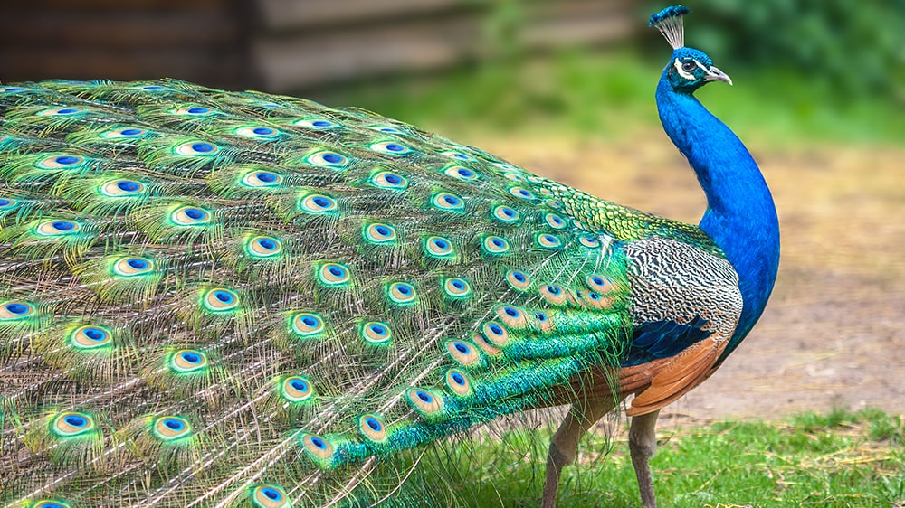 Peacock