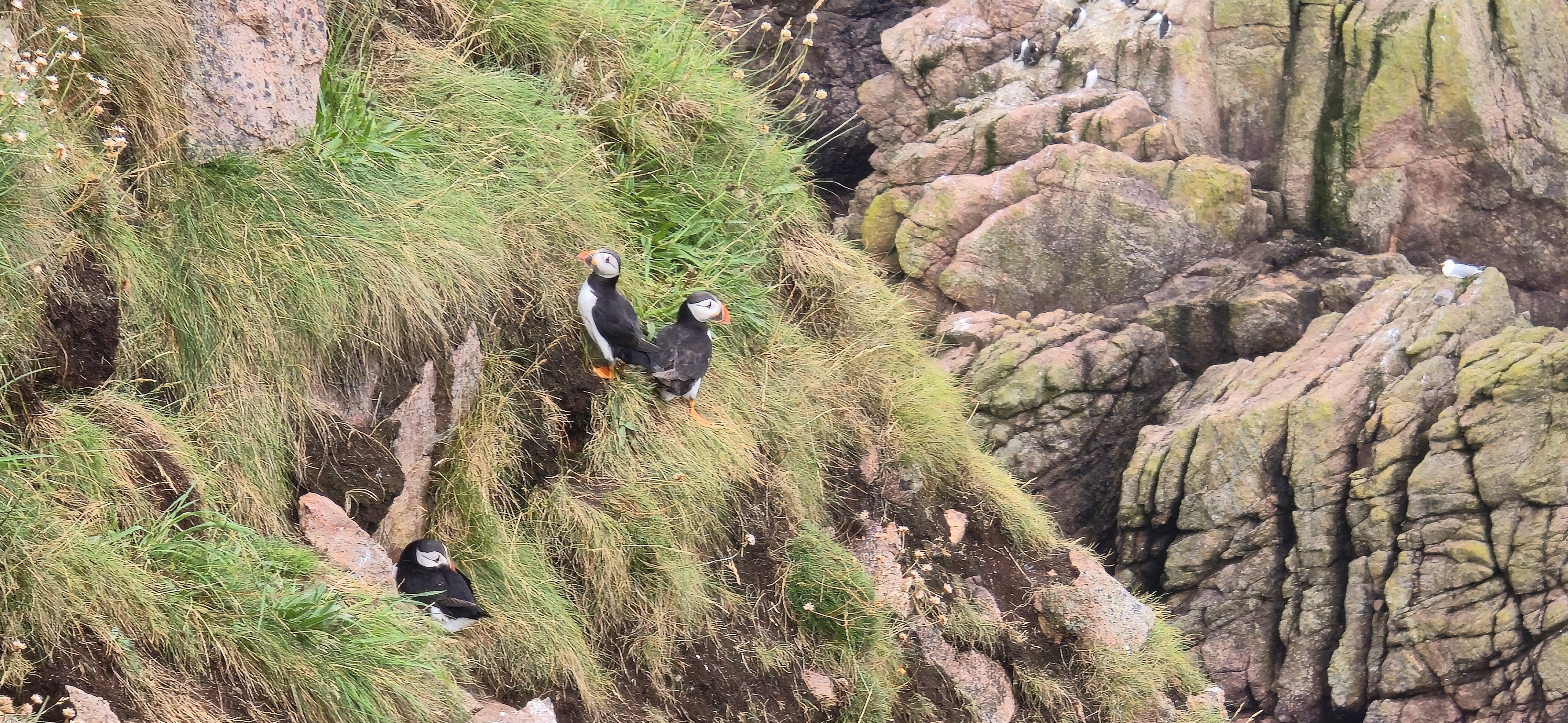 puffins on cliff