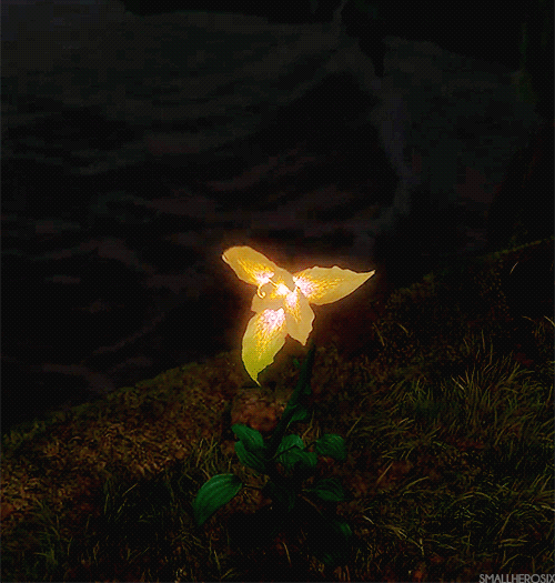 glowing-flower-plant