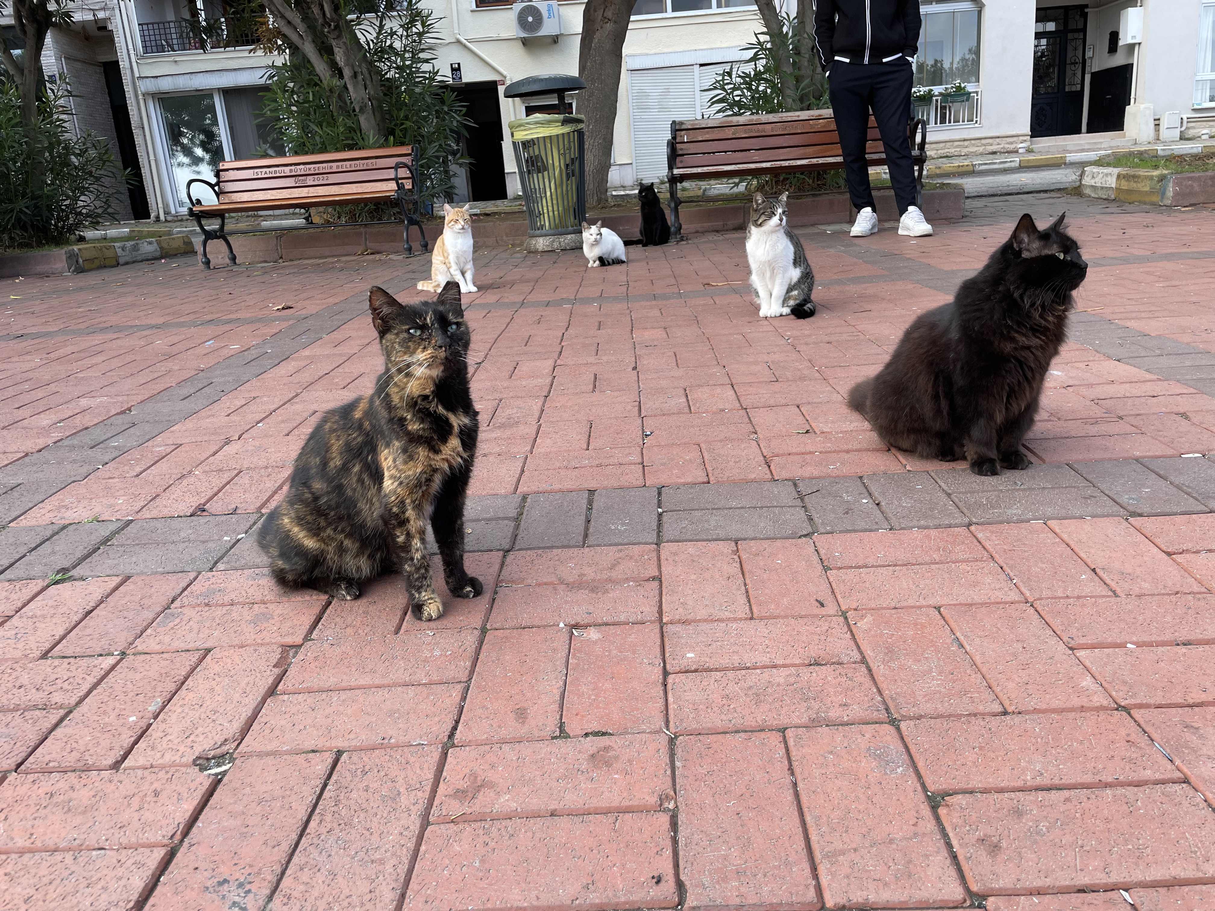  multiple cats sitting