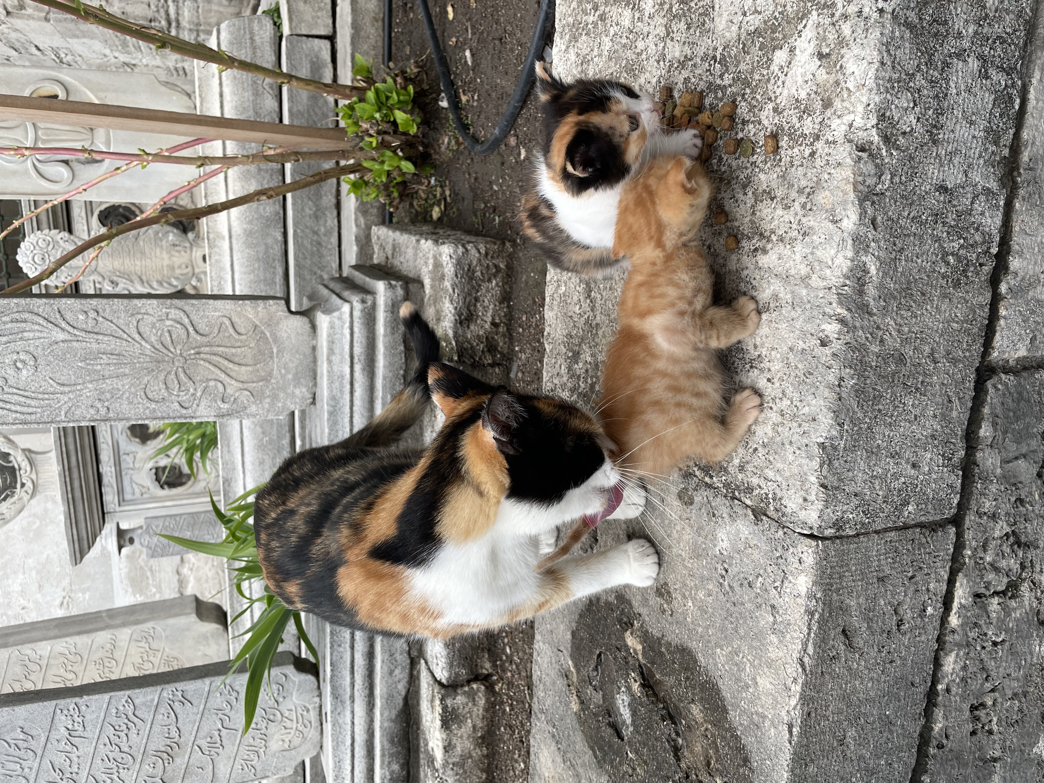 cat on a wall with kittens