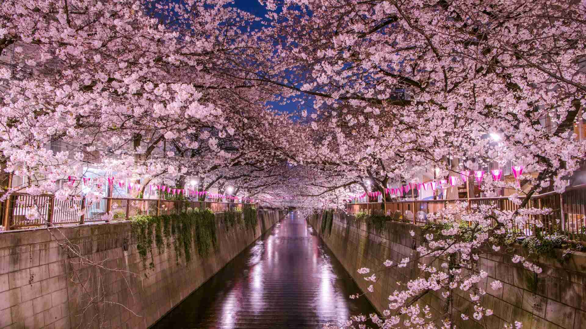 Japan cherry blossoms
