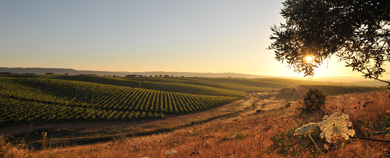 Alentejo Landscape