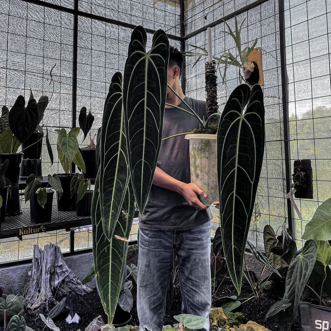 Anthurium Waroqueanum Dark Form