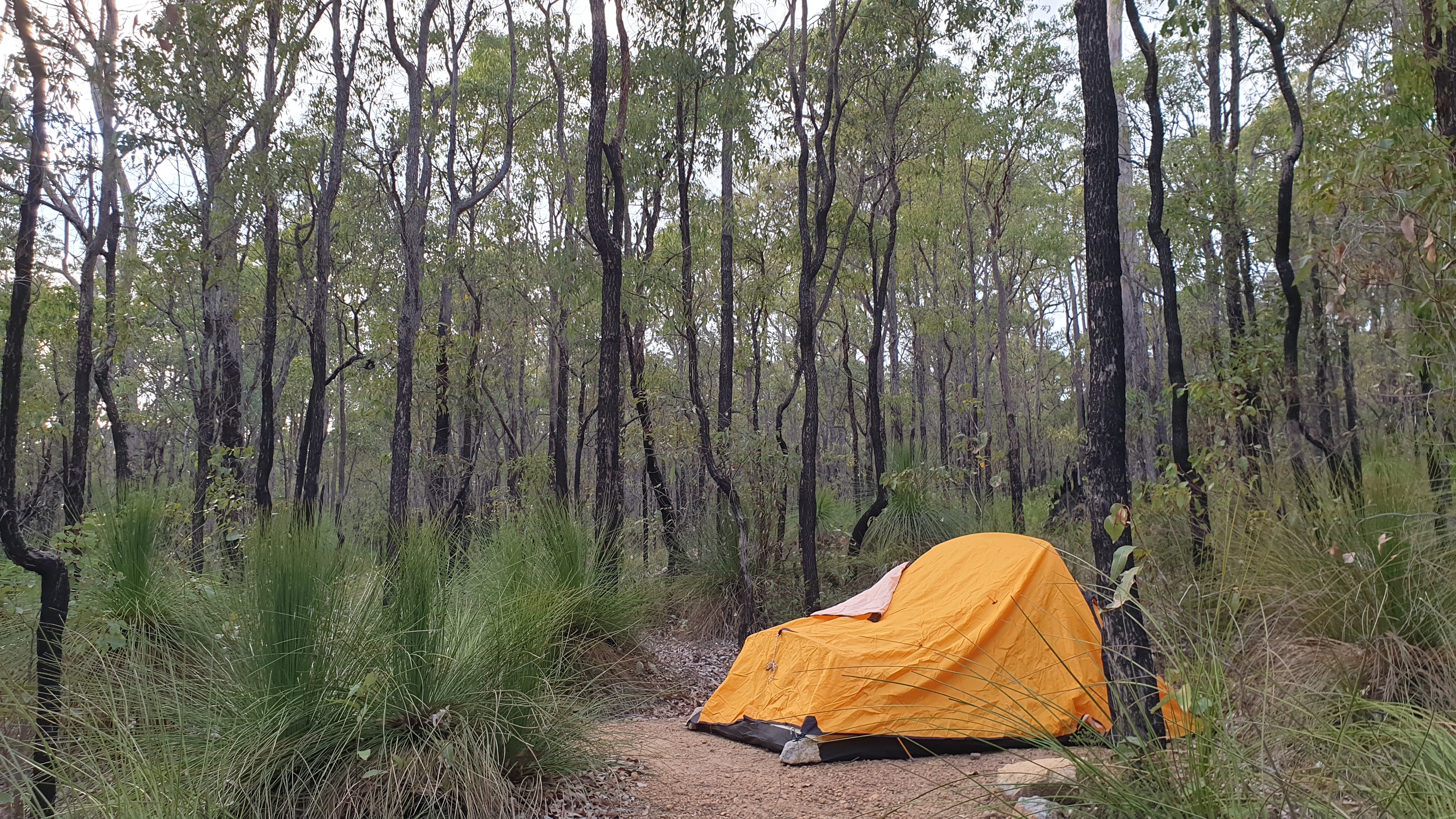 camping under the trees