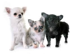 Chihuahua puppies