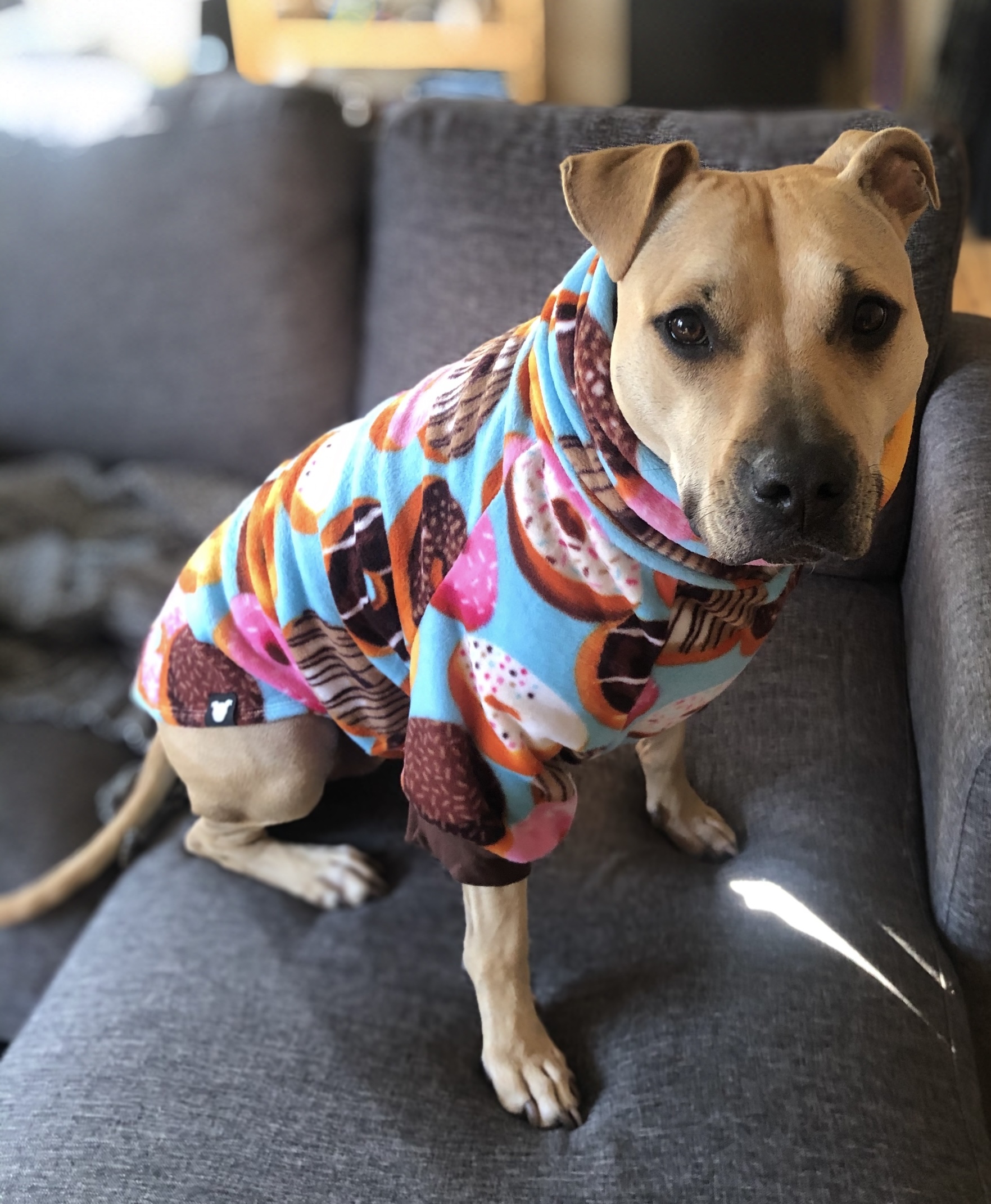 Pittie in donut sweater