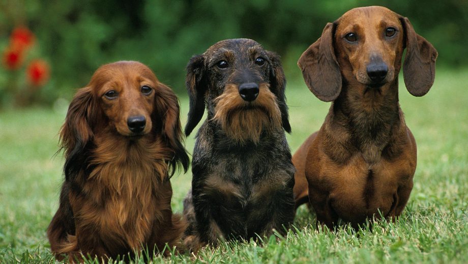 Dachshund Dogs