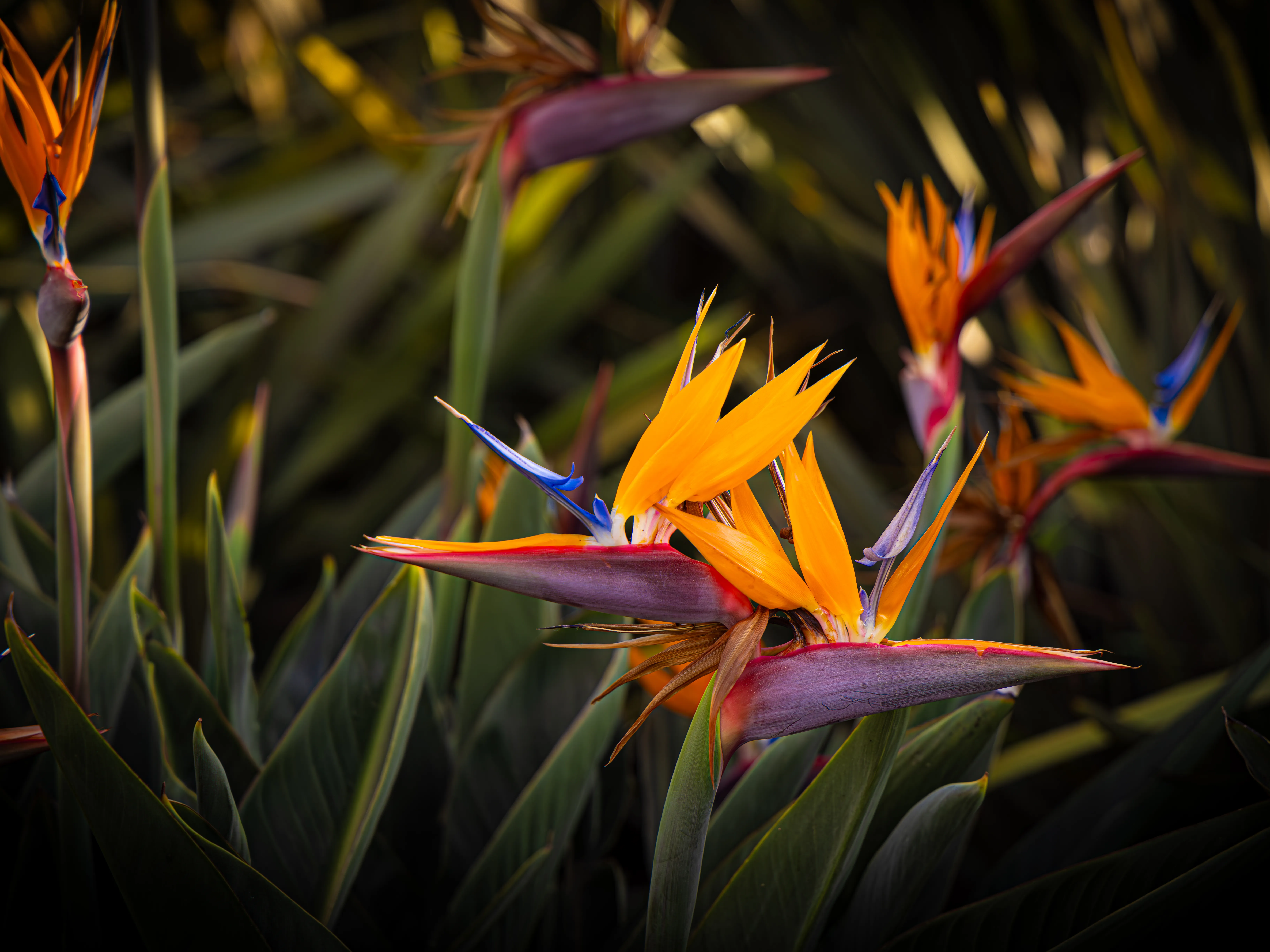 Strelitzia