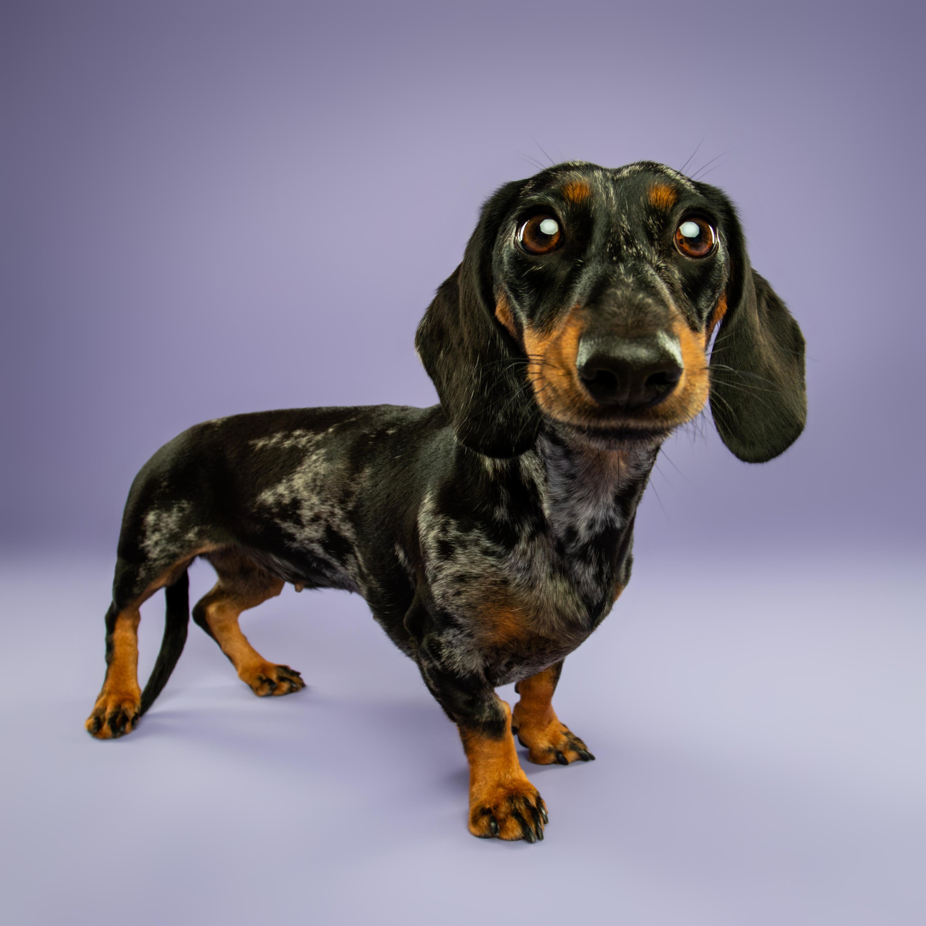 dachshund