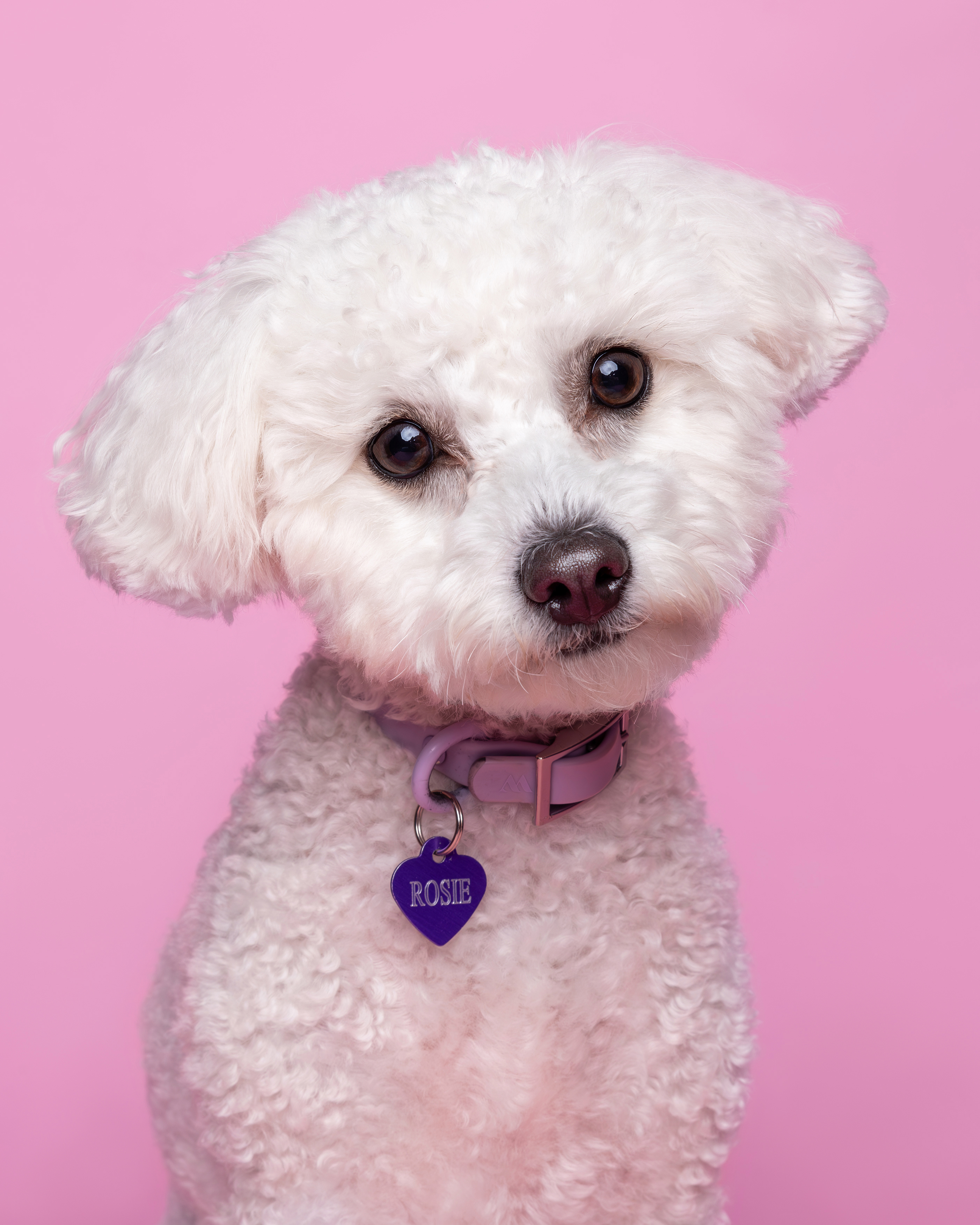 Bichon frise dog - small white dog