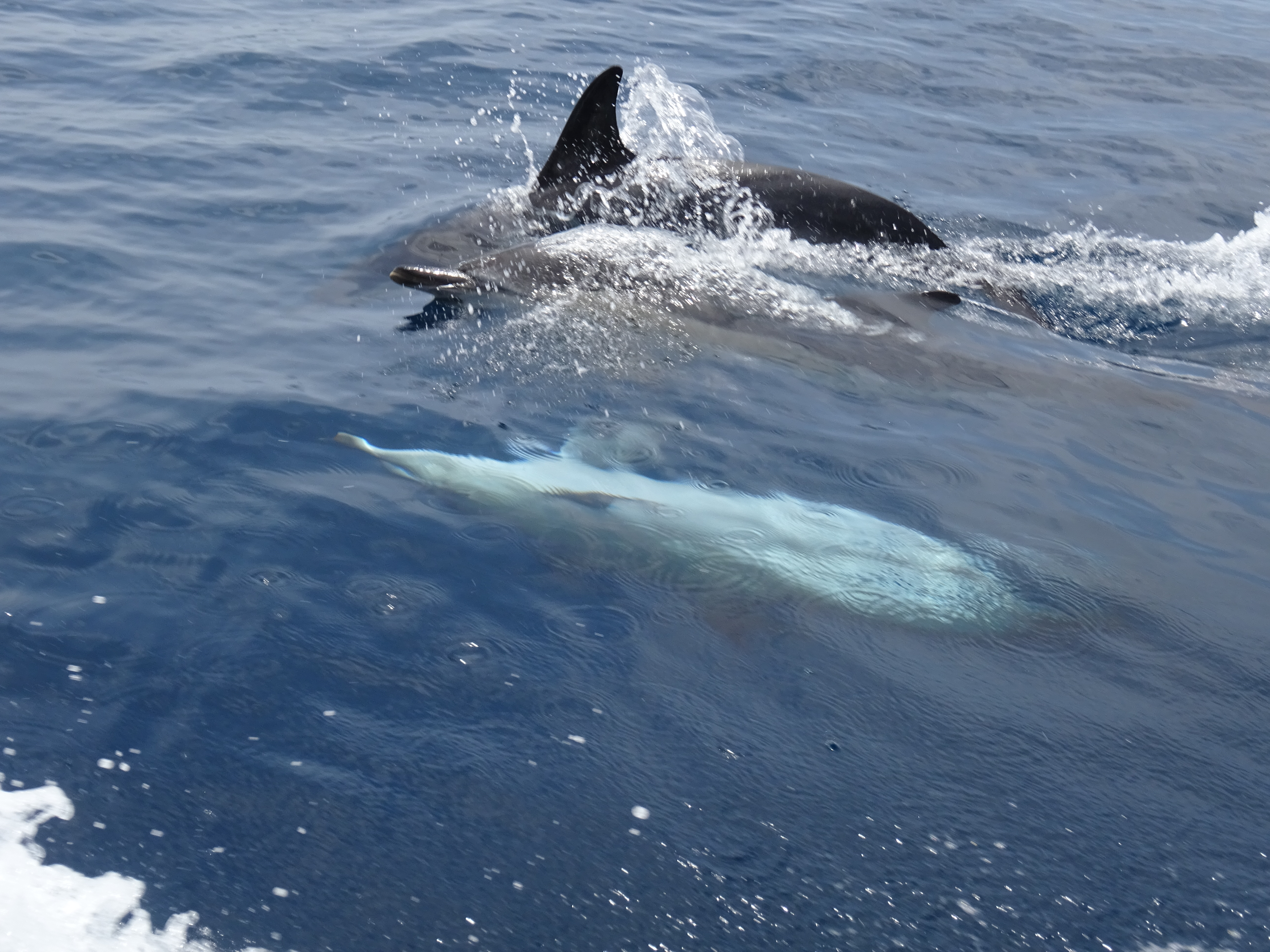 Dolphin photo taken in Portugal