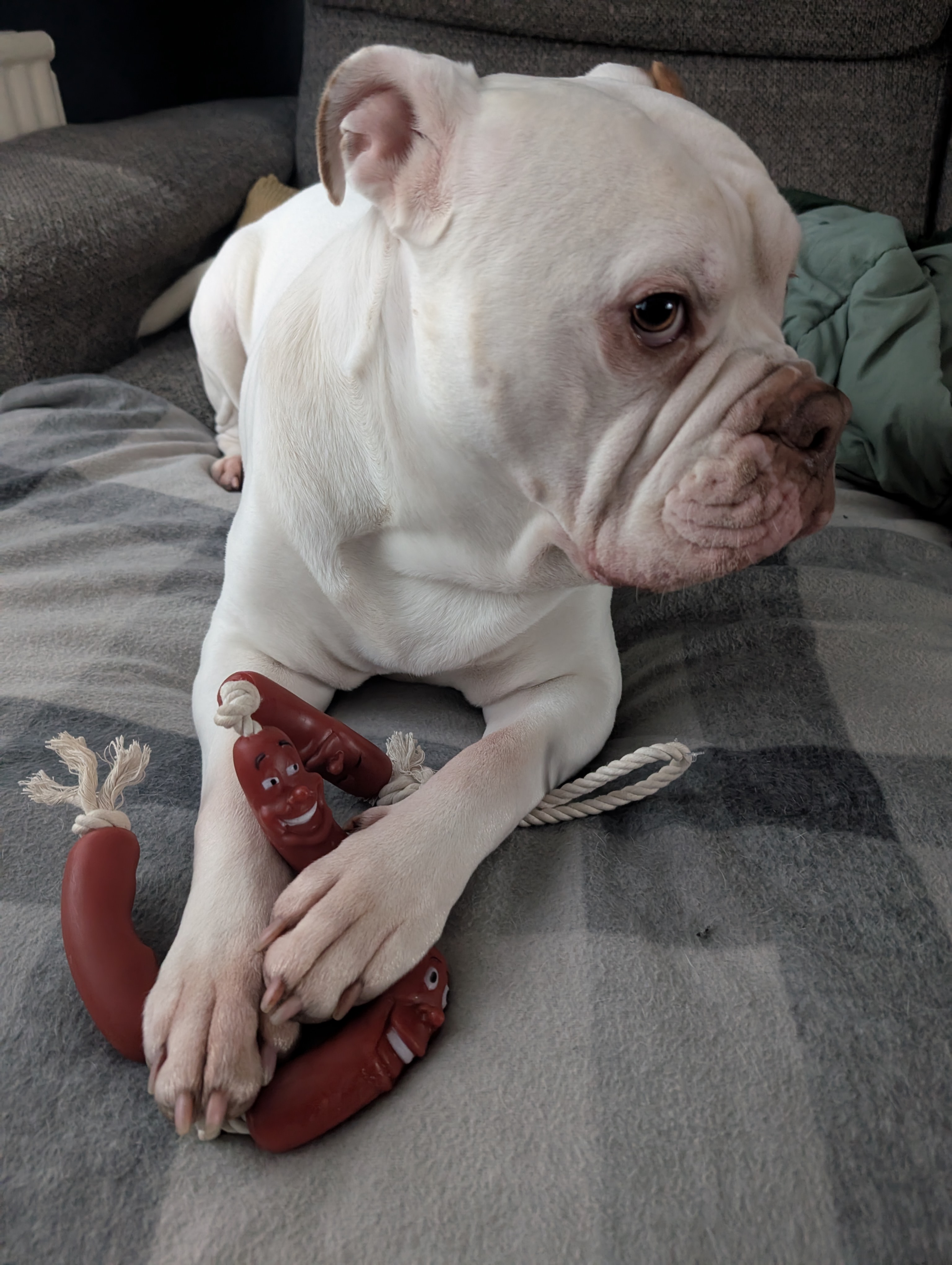 Chibs the Olde English Bulldogge