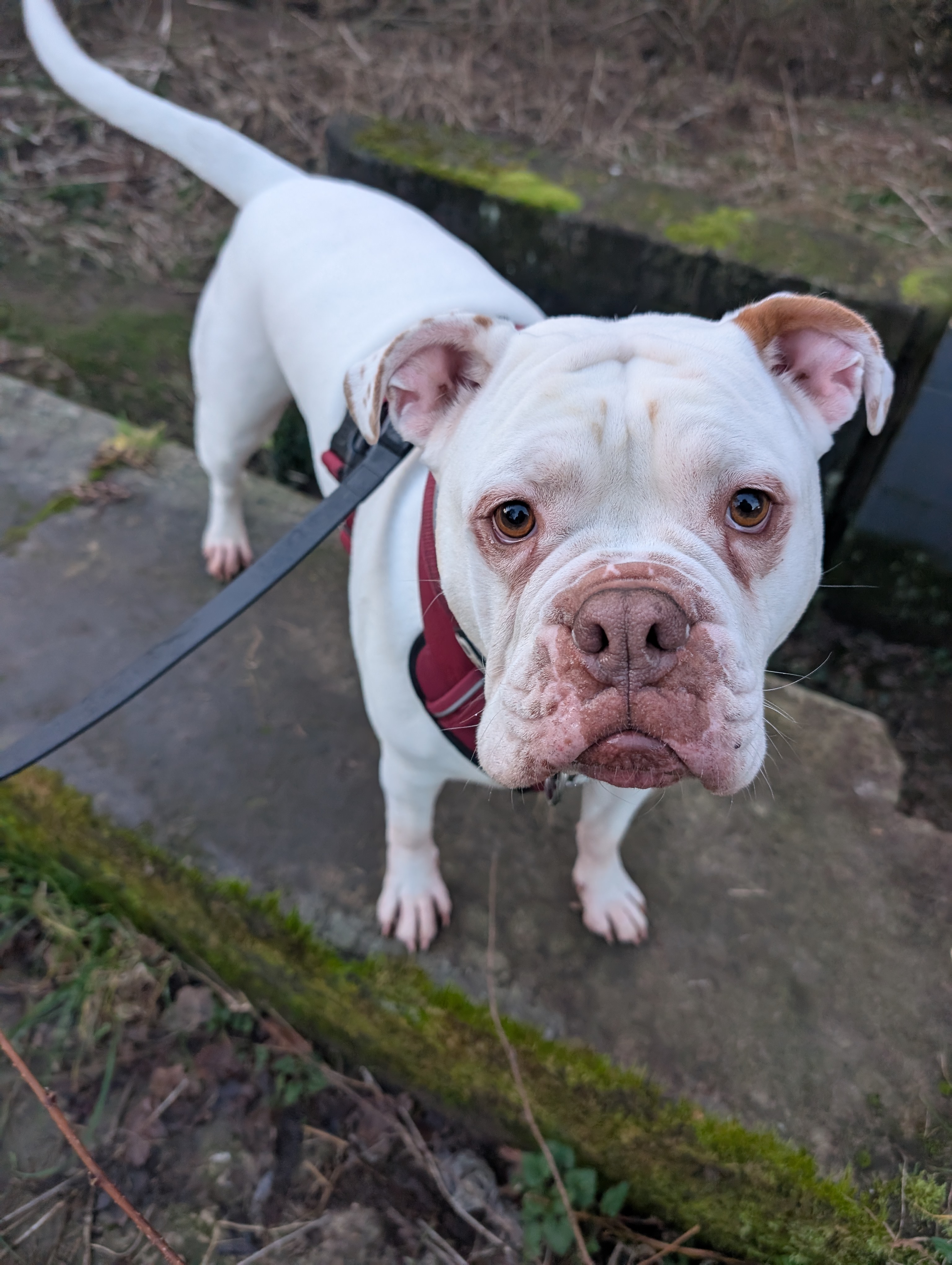 Chibs the Olde English Bulldogge