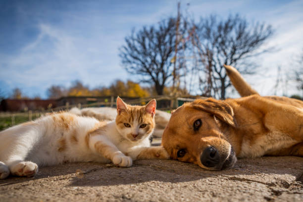 Cute Dog & Cat