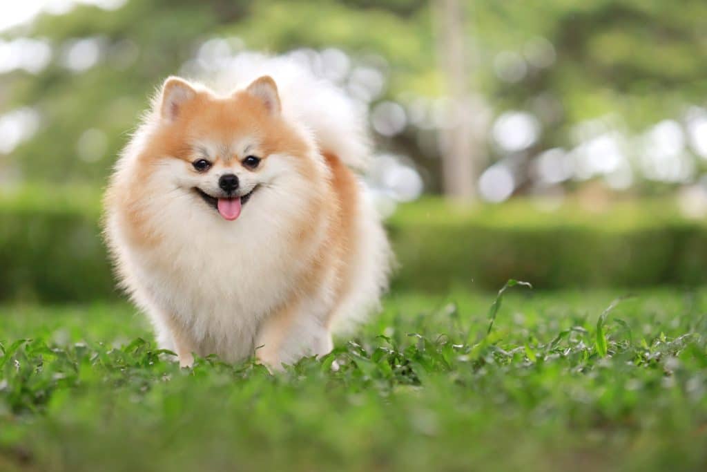 Happy Pom