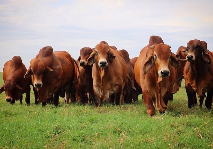 A herd of brown Brahman bulls standing together in a grassy pasture under an overcast sky. The bulls display their characteristic features including prominent humps, large ears, and muscular builds. The setting conveys a sense of strength and pastoral calm.