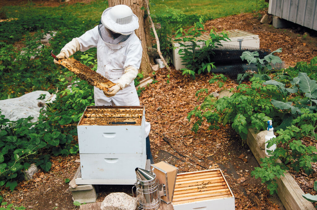 Beekeeping