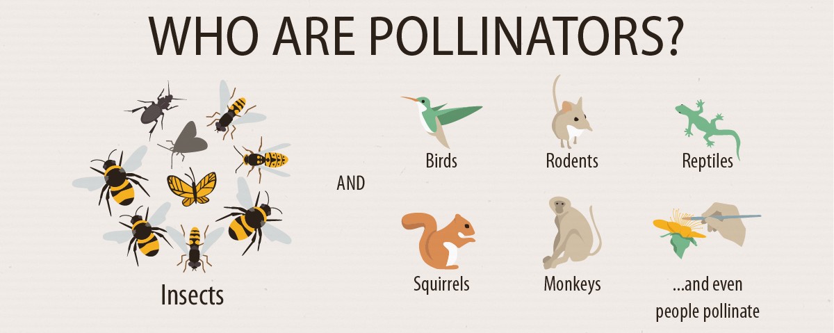 Pollinators