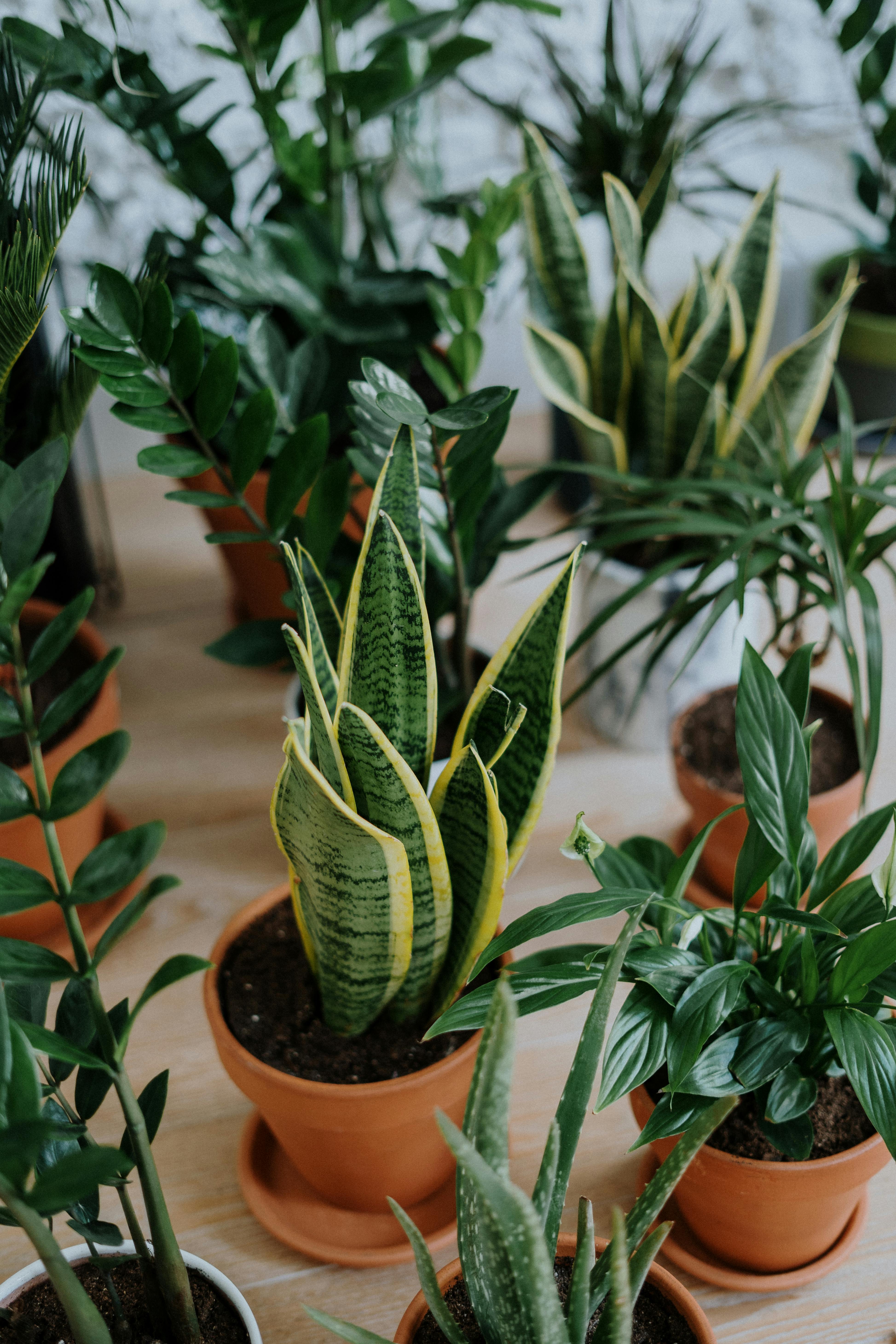 A beautiful green houseplant