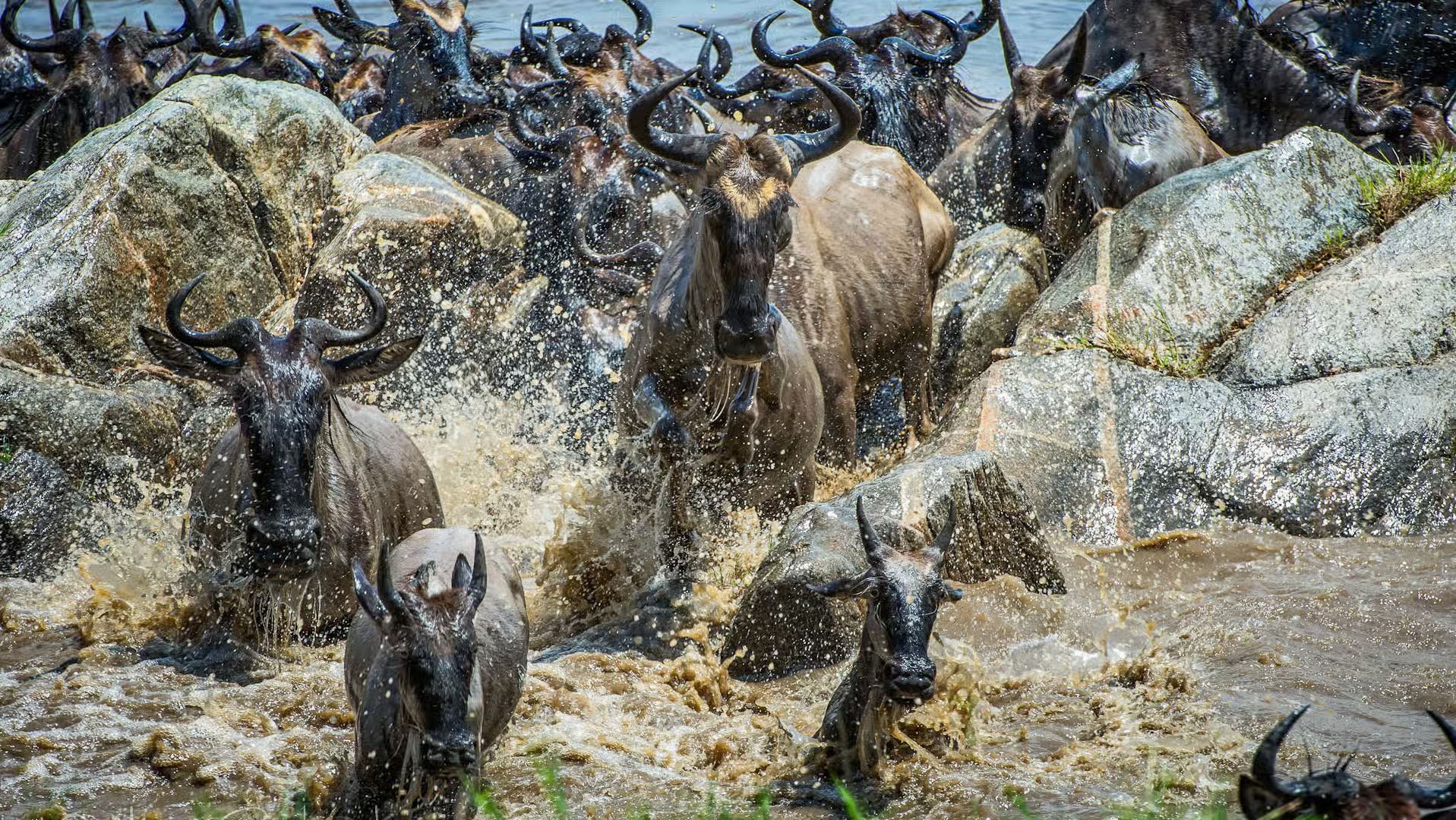 wildebeests crossing the river
