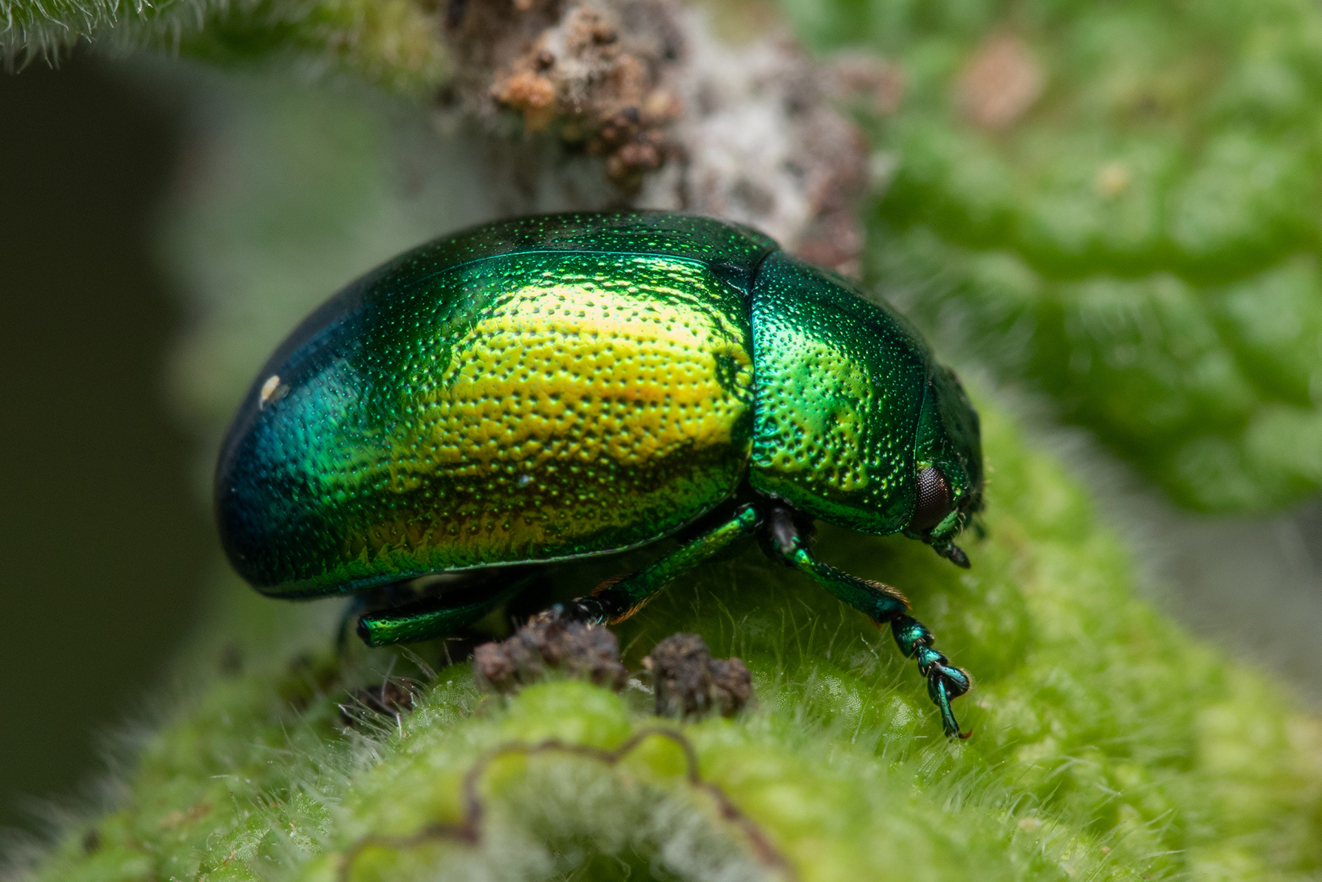 A closeup of a Tansy beetle.