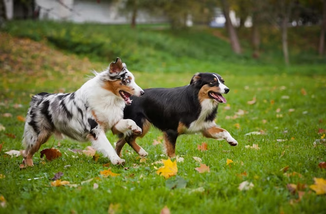 Happy Dog