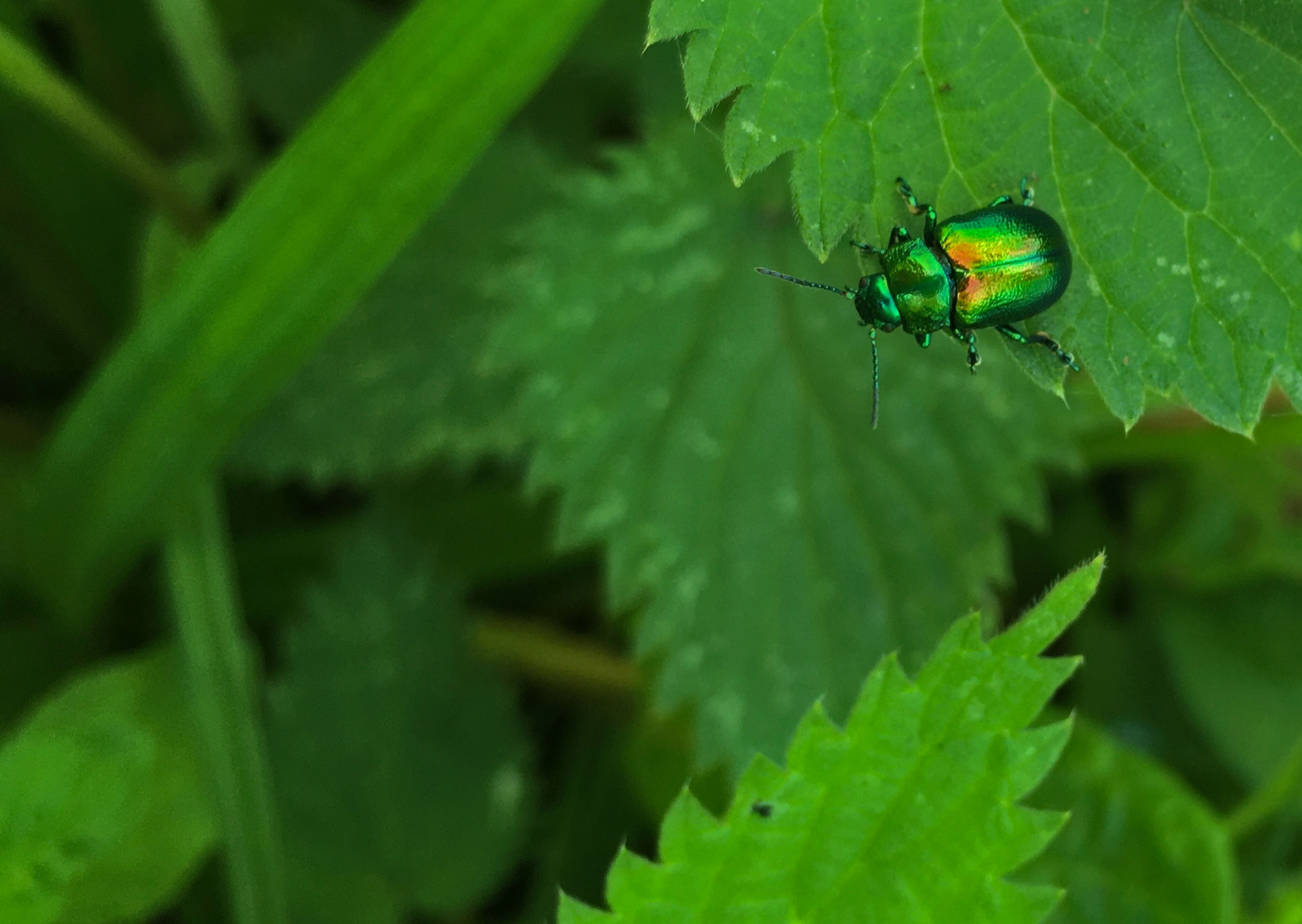 Metallic Tansy beetle on the leaves of a Tansy plant