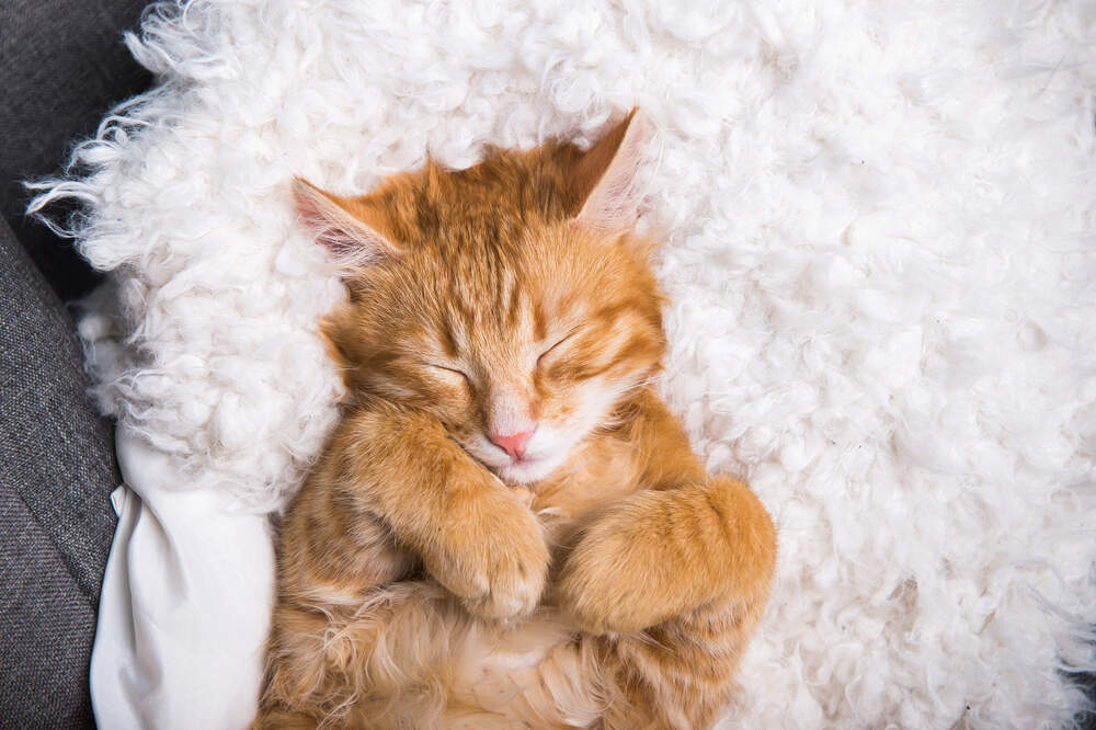 Sleeping ginger cat