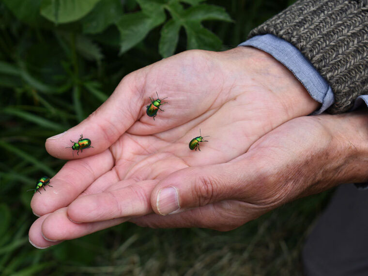 Metallic green and gold tansy beetles on someone's hand.