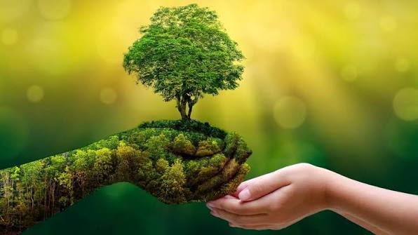 Green sprouting plant growing out of soil