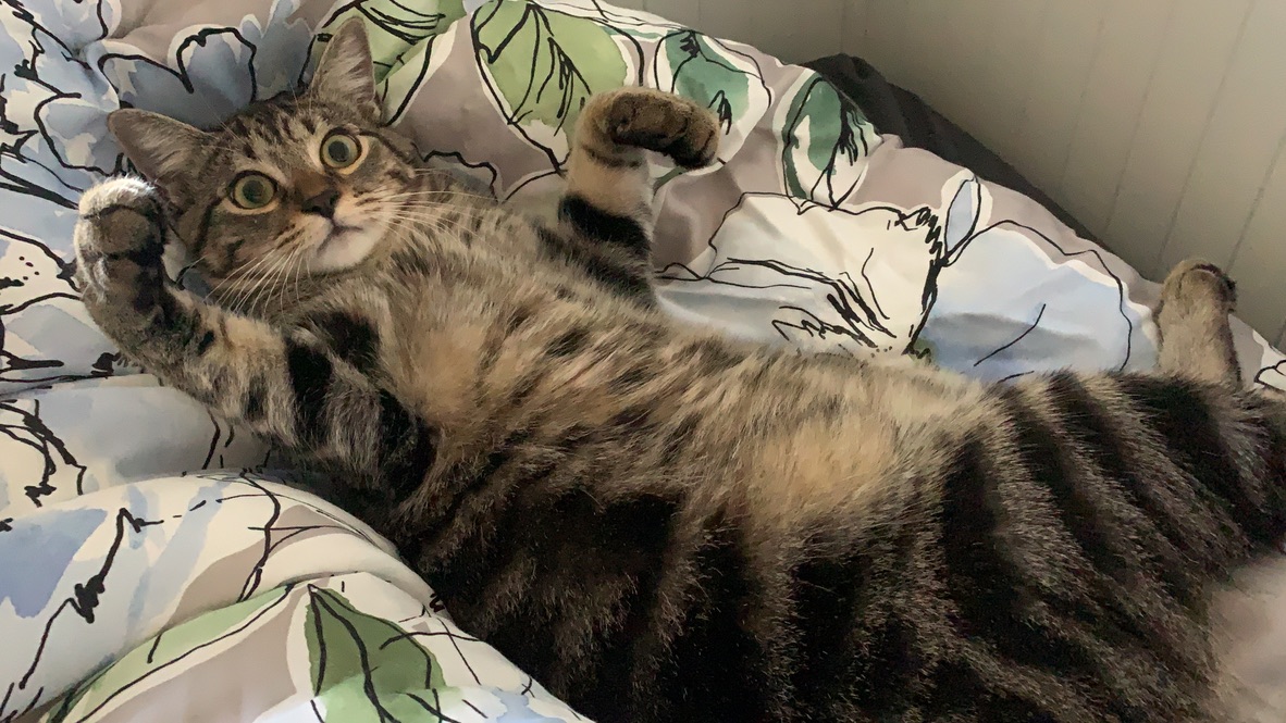 Cat playing cutely.