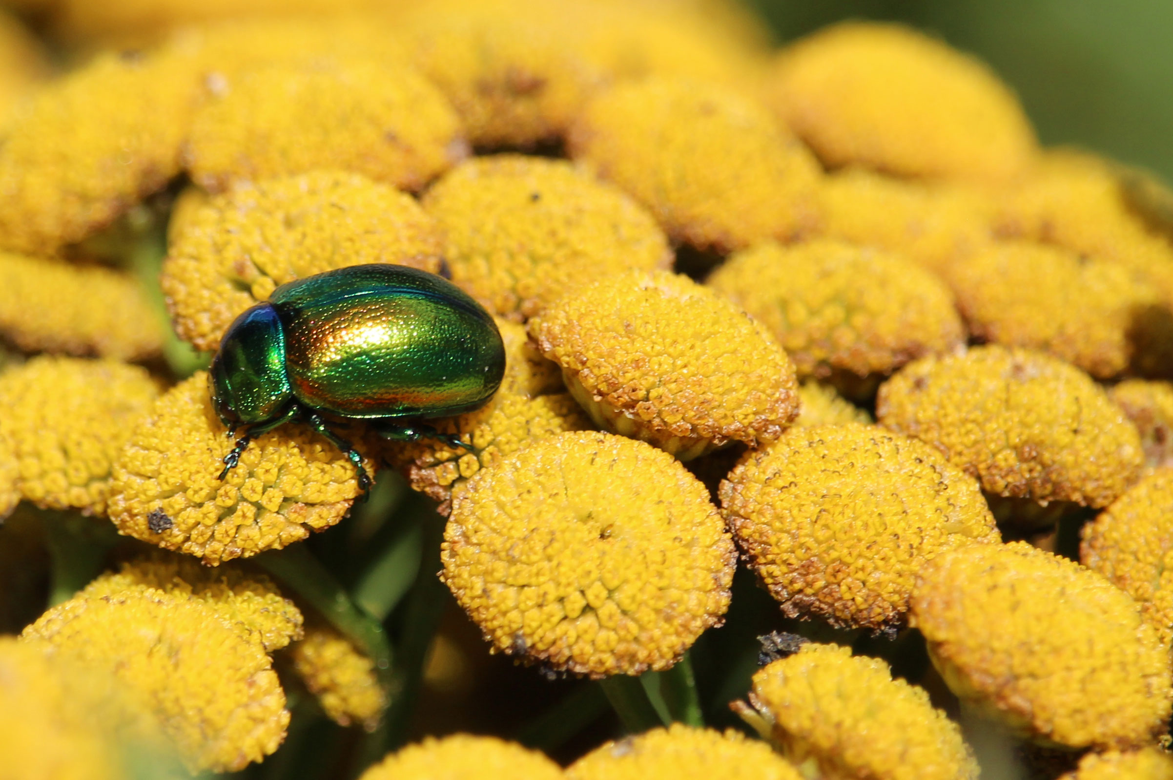 Side profile of a Tansy beetle on a yellow-flowered tansy plant.