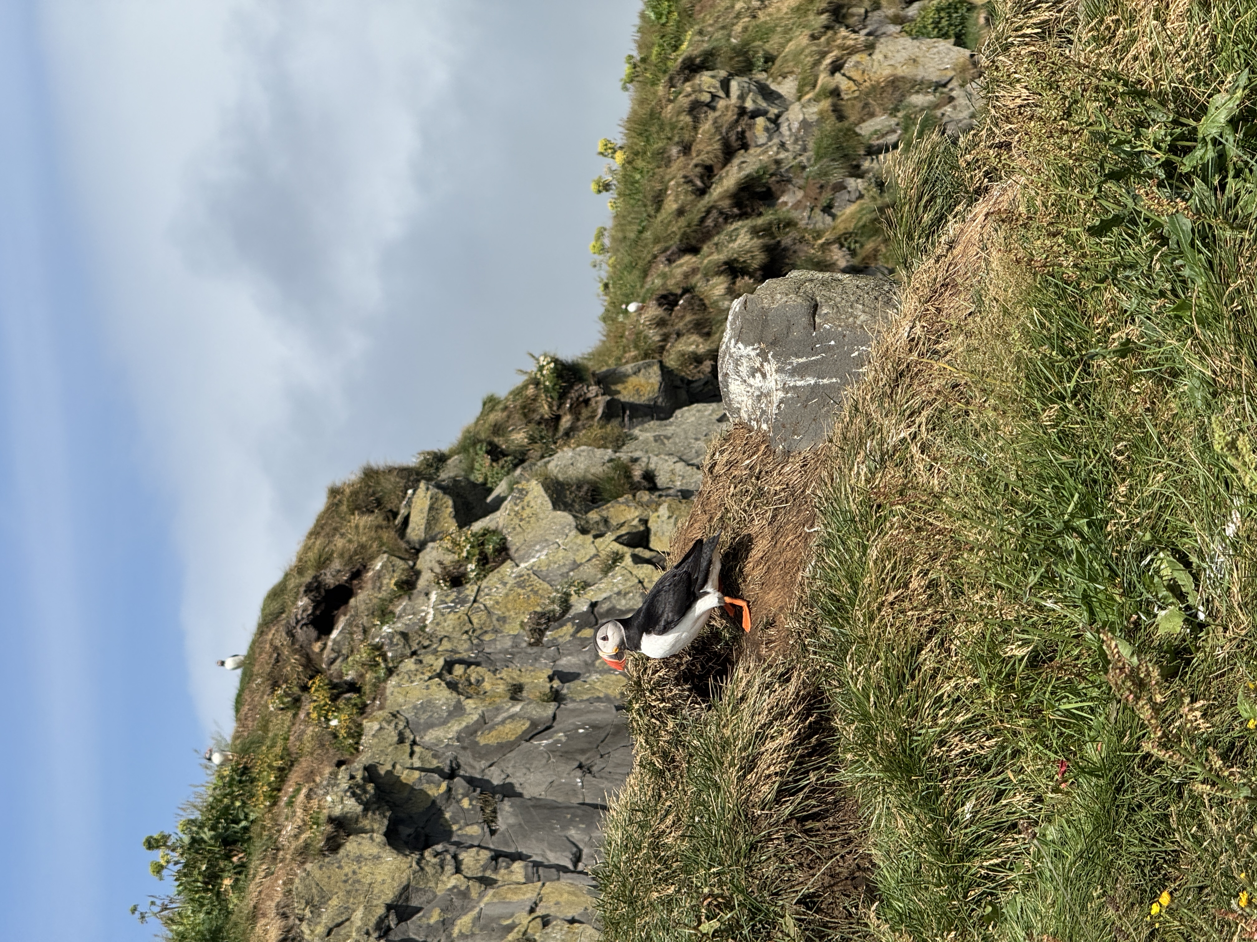 Puffin