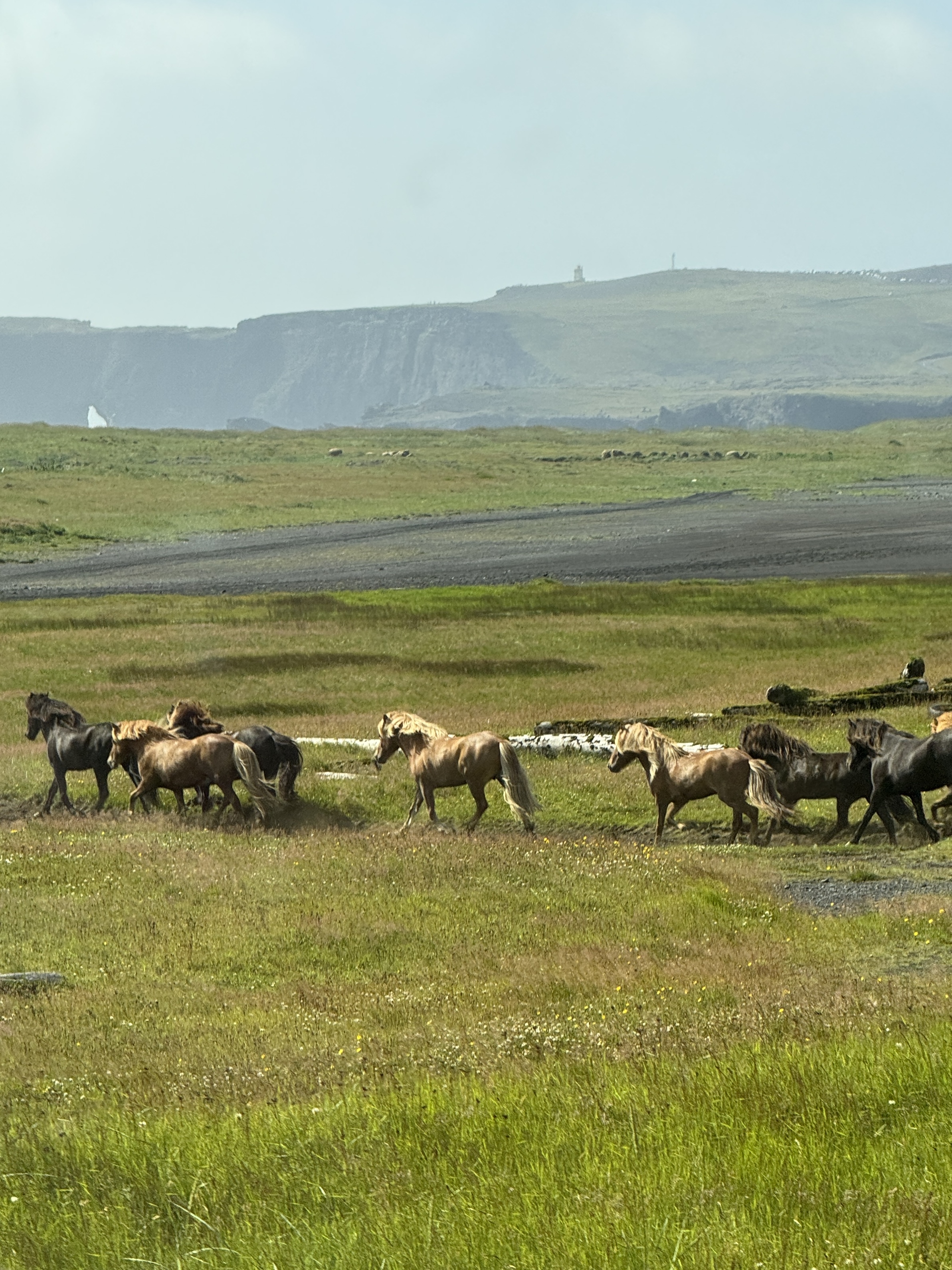 Wild Horses