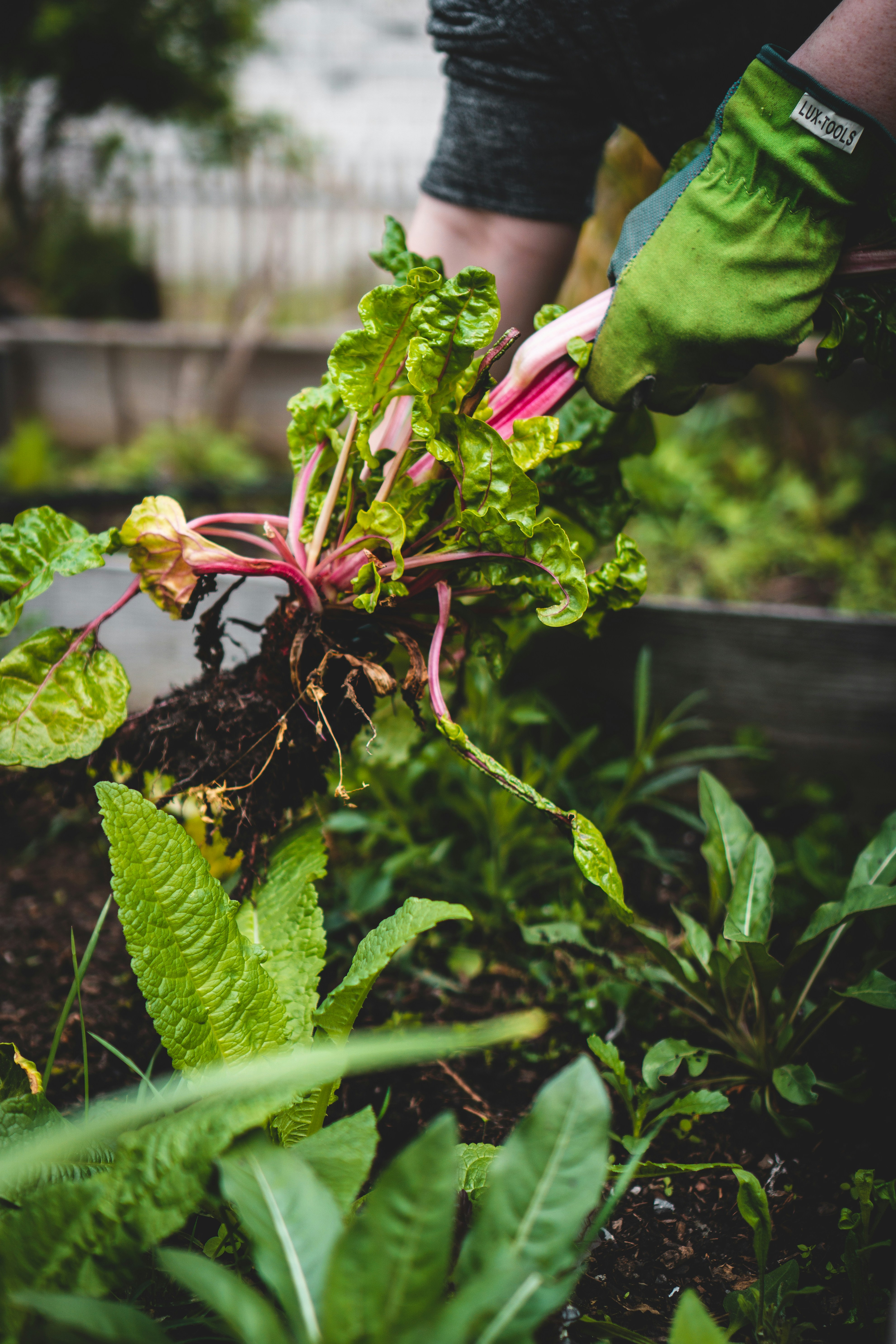 Gardening