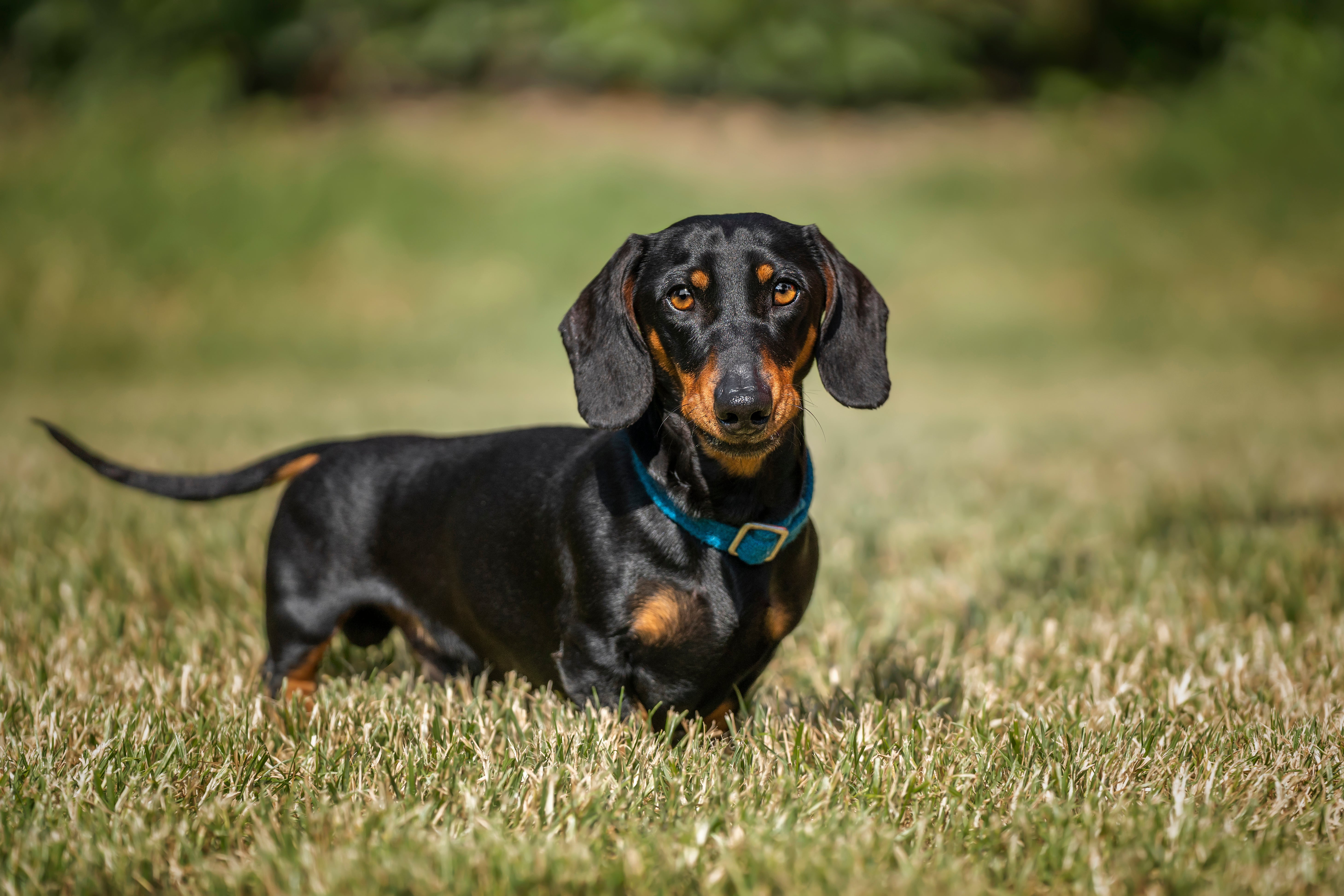 Dachshund photo