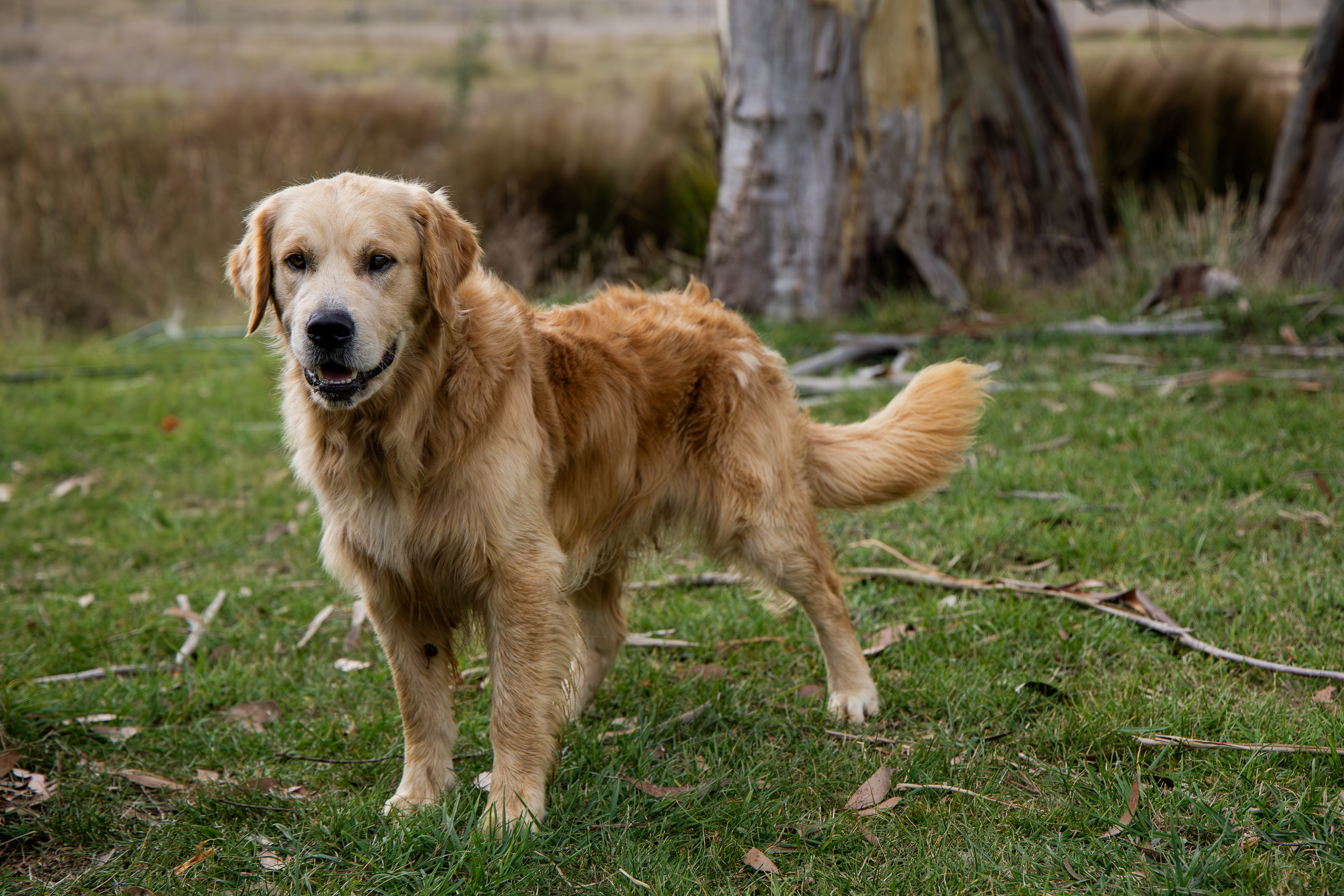 Golder Retriever photo