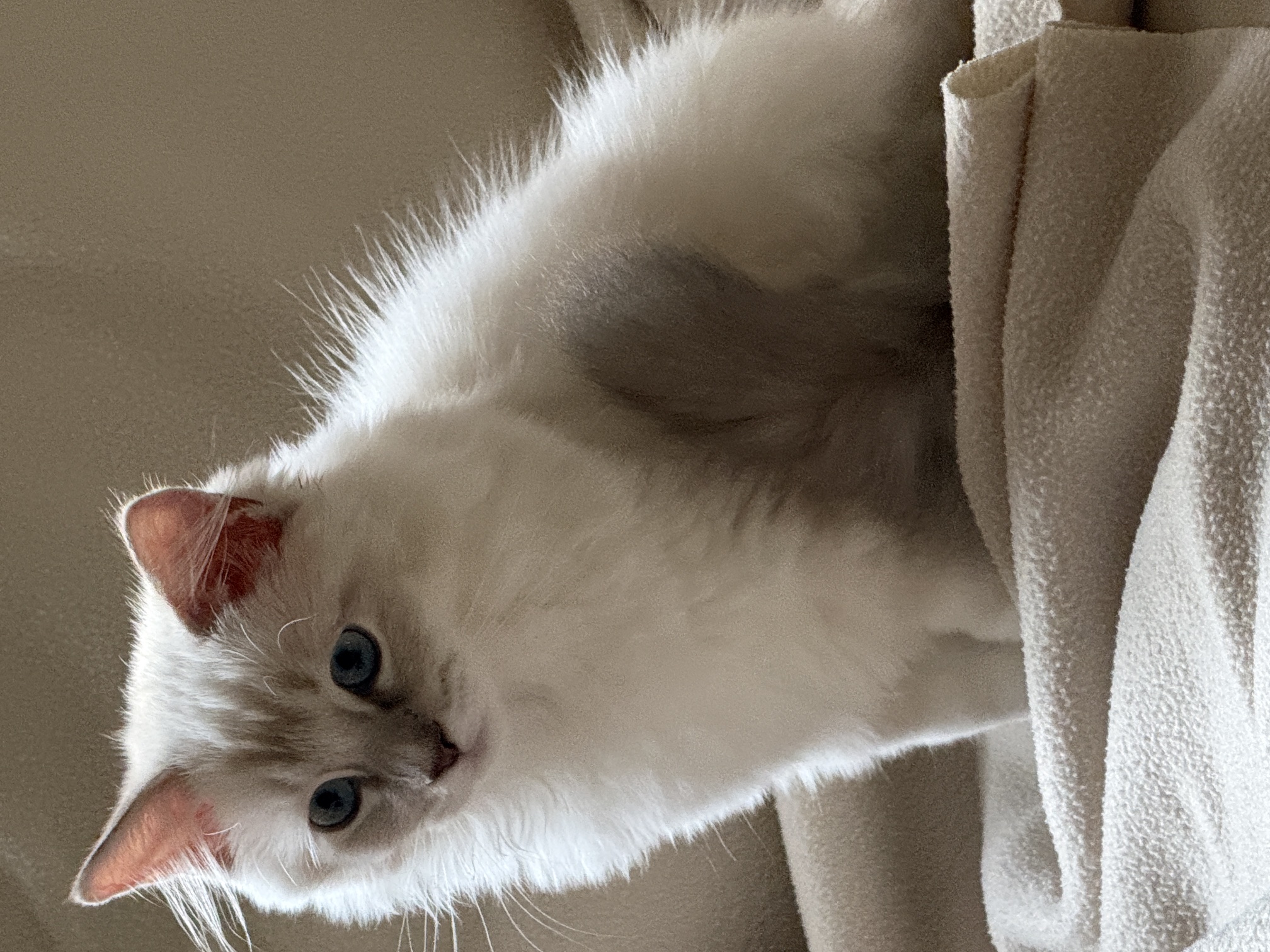 Ragdoll kitten