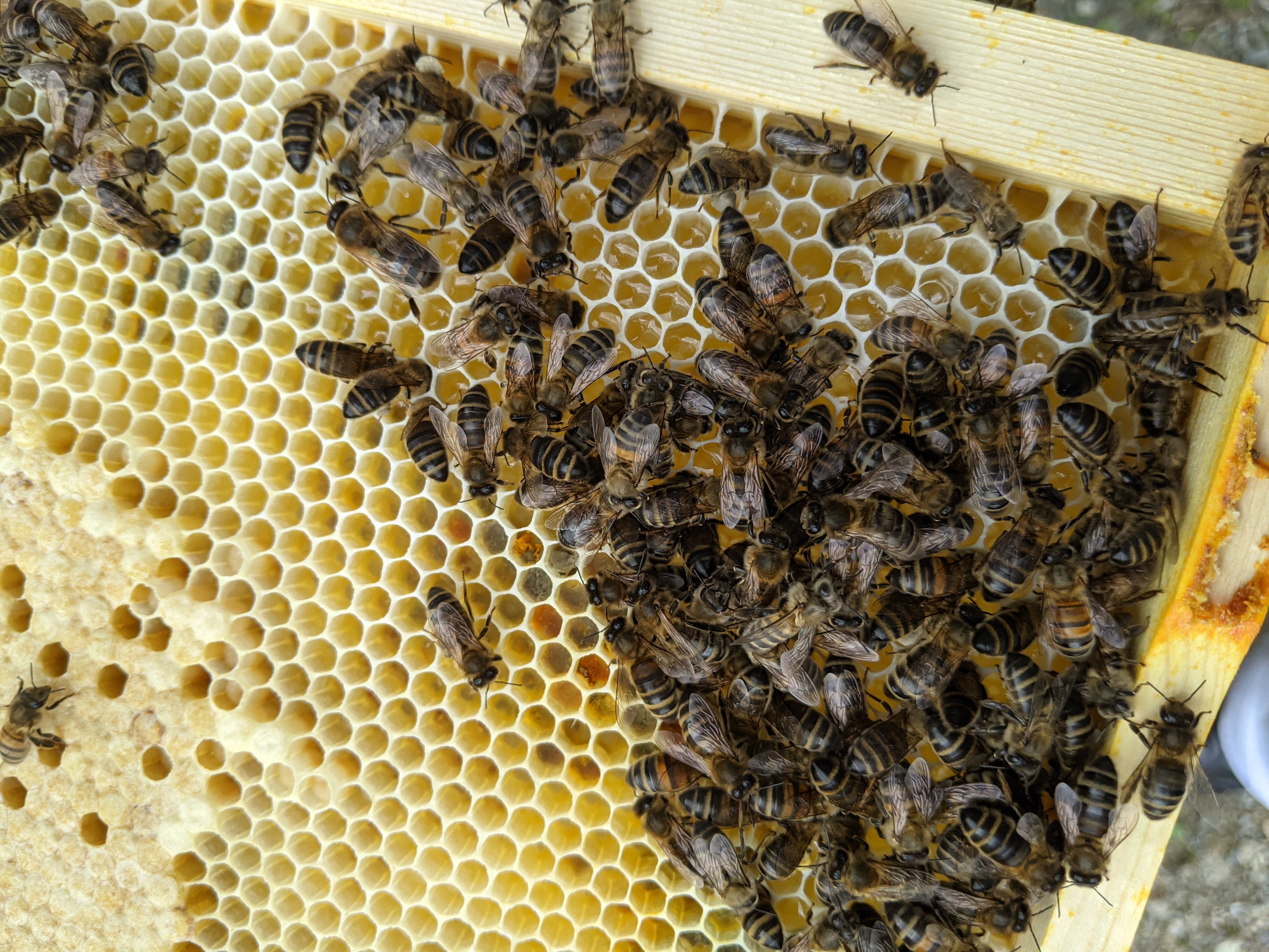 Bee Keeping