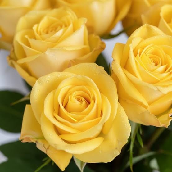 yellow yellow