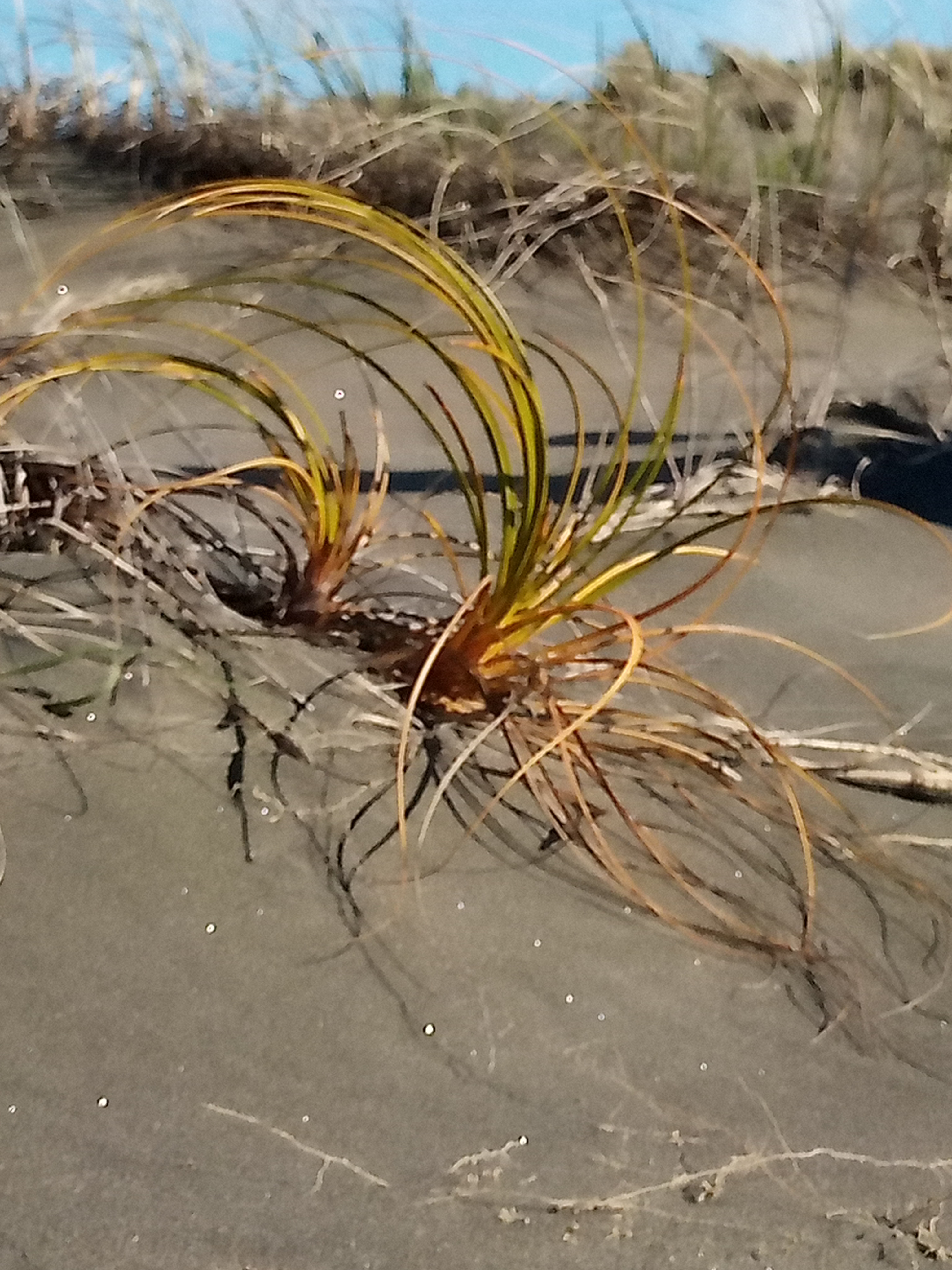 次のアバター： Ella-May