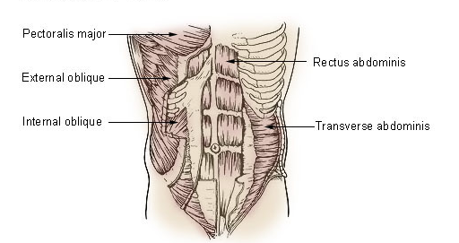 Core Strength and Core Muscles Anatomy