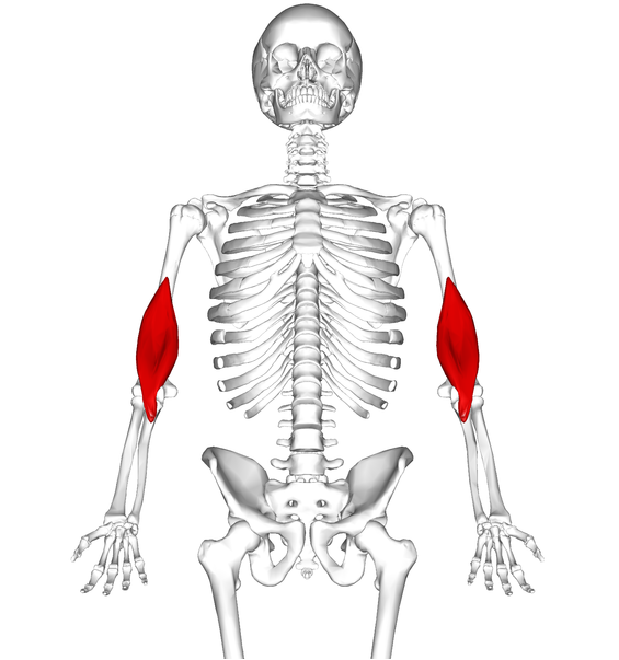 brachialis