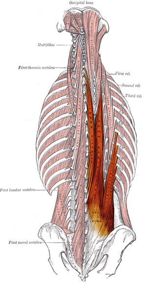 Deadlifting and Targeted Muscles