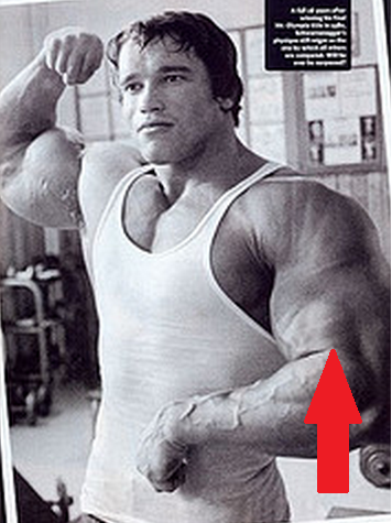 Arms Workout: Hammer Curls to Hit Brachialis With Arnold Schwarzenegger