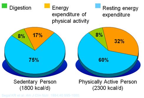Metabolism, Losing weight, Build Muscles and Supplements: Basal Metabolic Rate or BMR